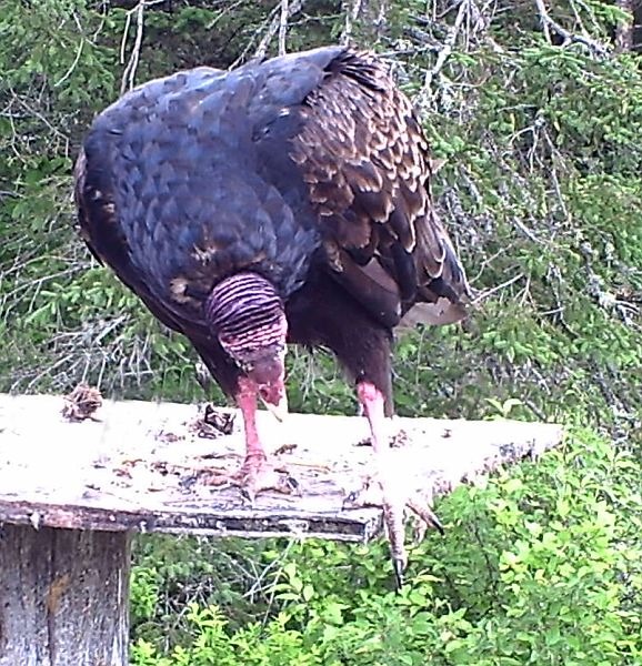 TurkeyVulture_061111c.jpg - Turkey Vulture